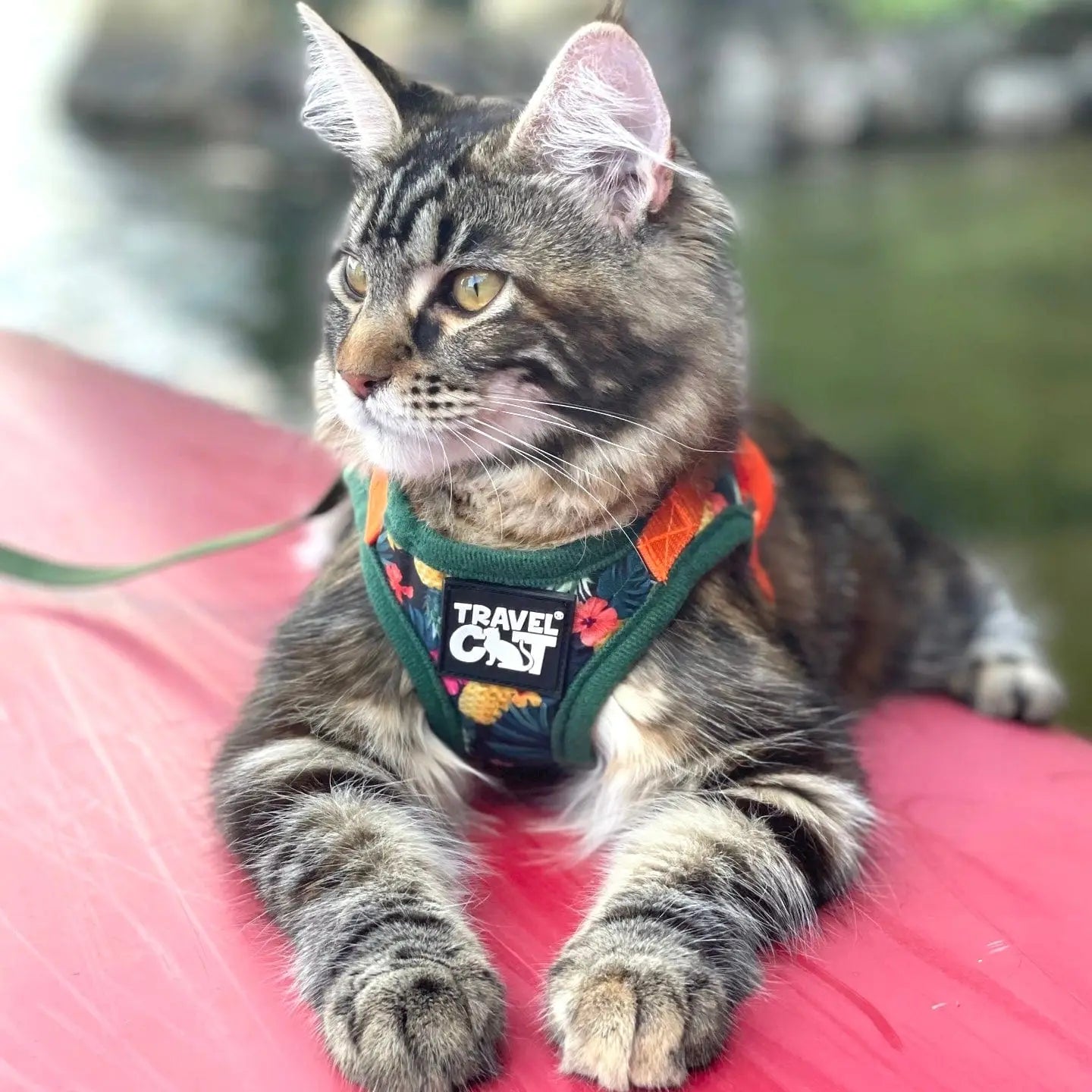 "the Hawaiian Shirt" Cat Harness & Leash Set