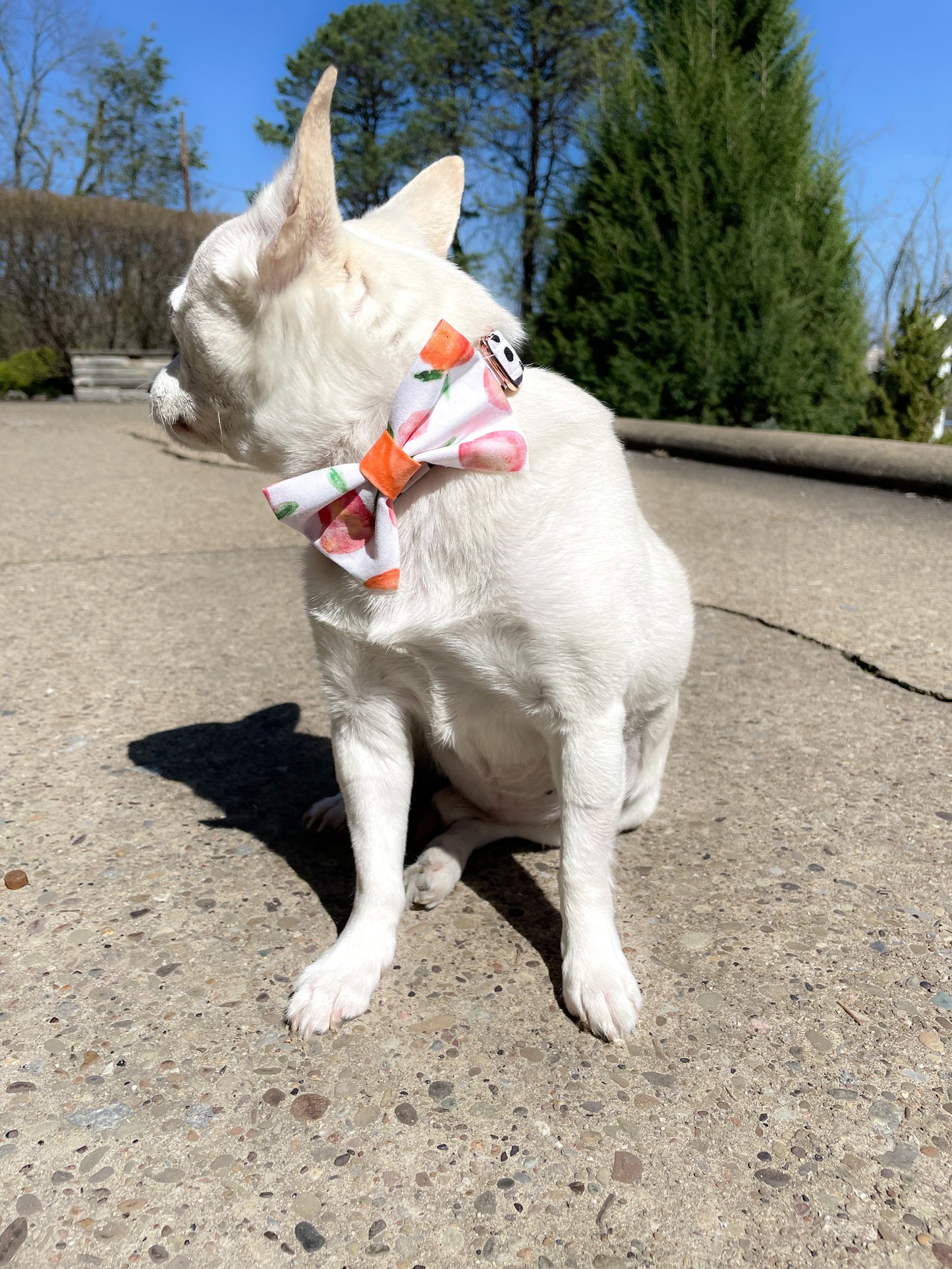 Sweet Peach Pet Bowtie