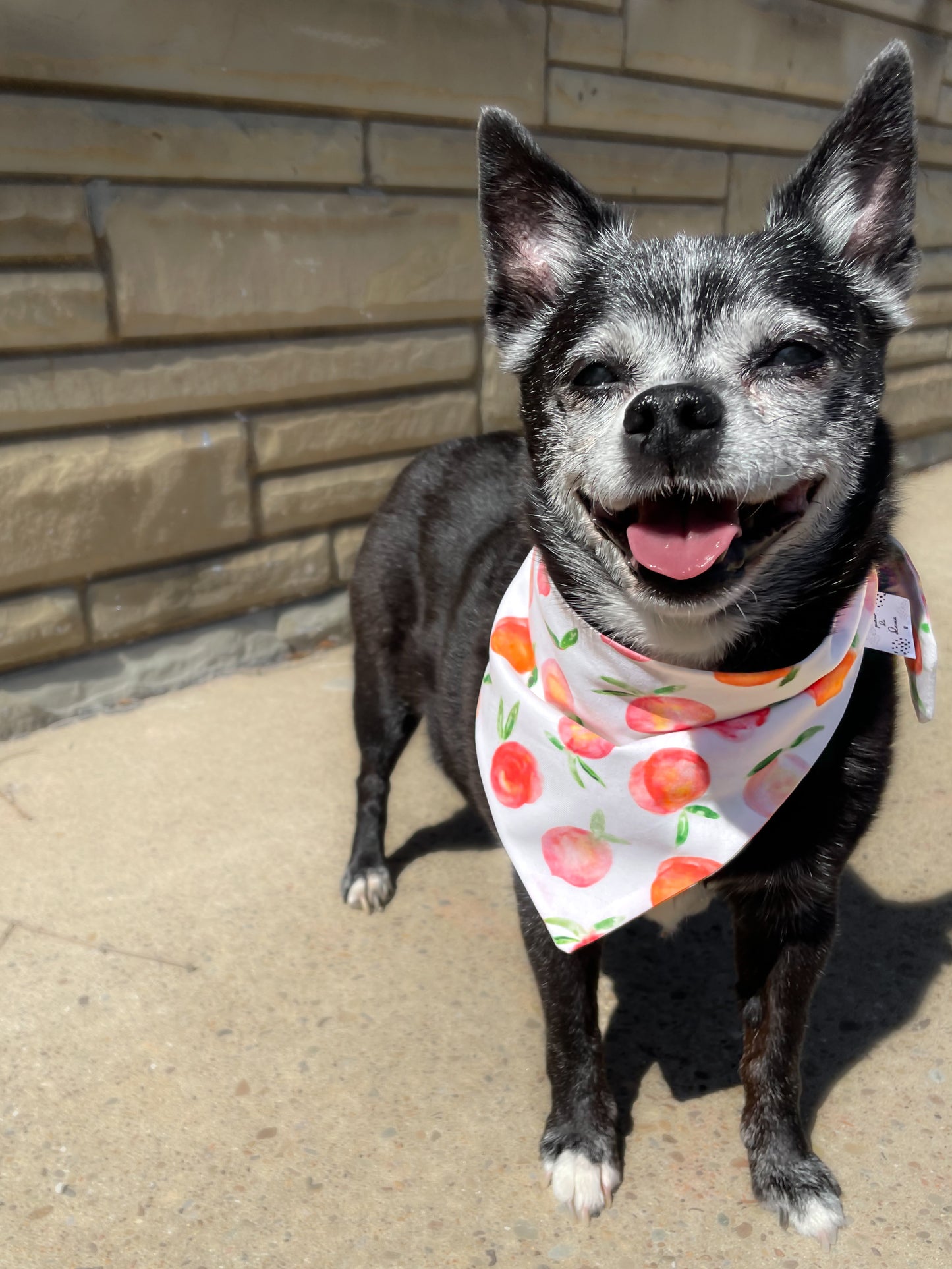 Sweet Peach Classic Pet Bandana