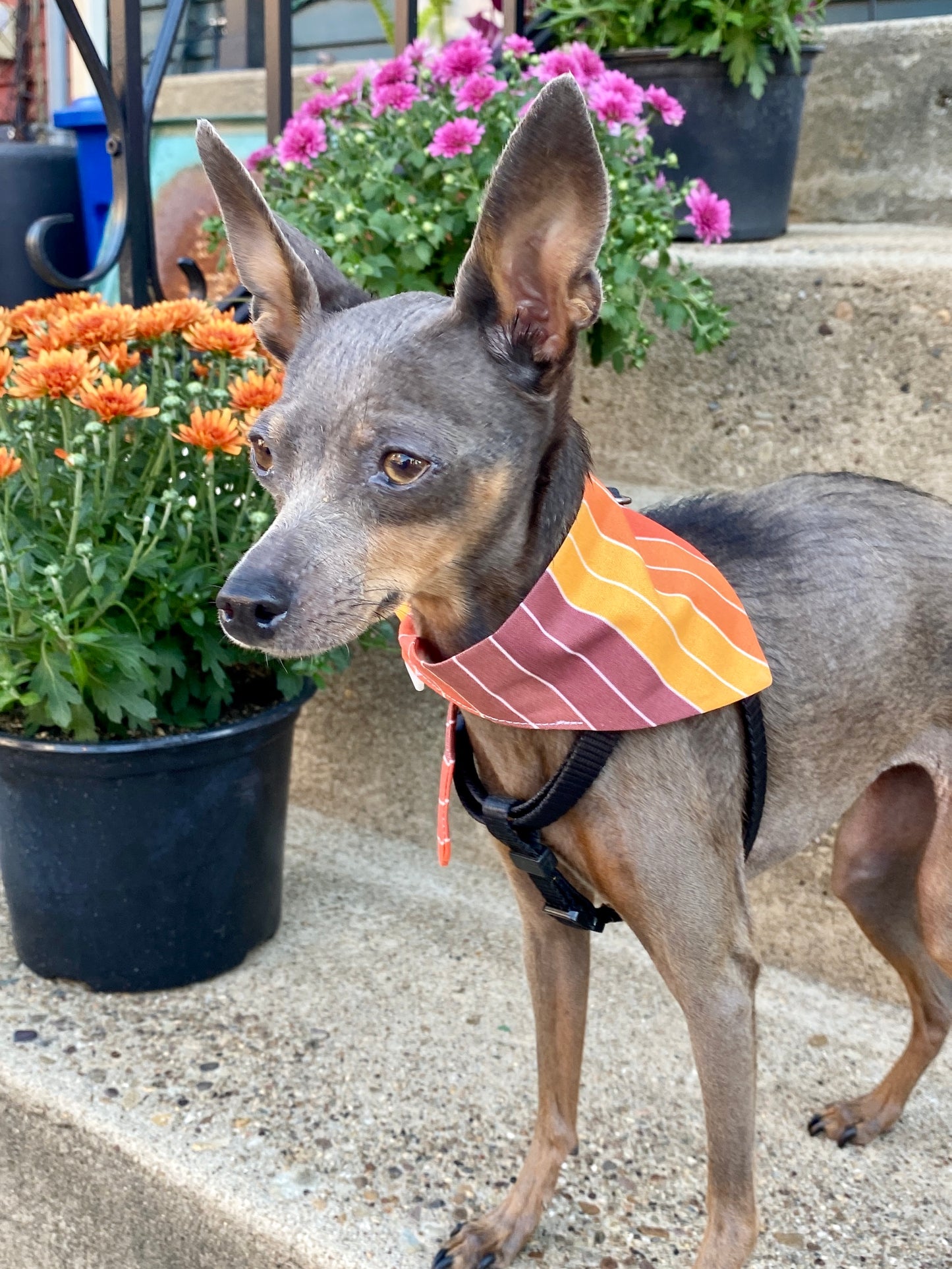 70s Stripes Classic Pet Bandana