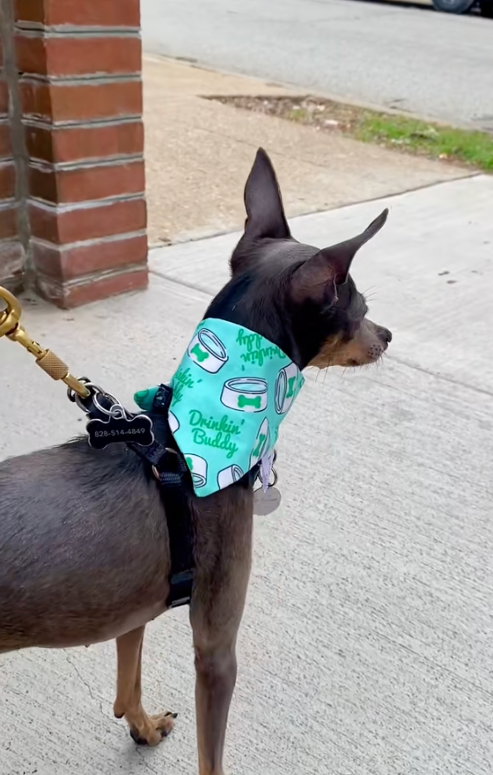 Drinking Buddy Classic Pet Bandana