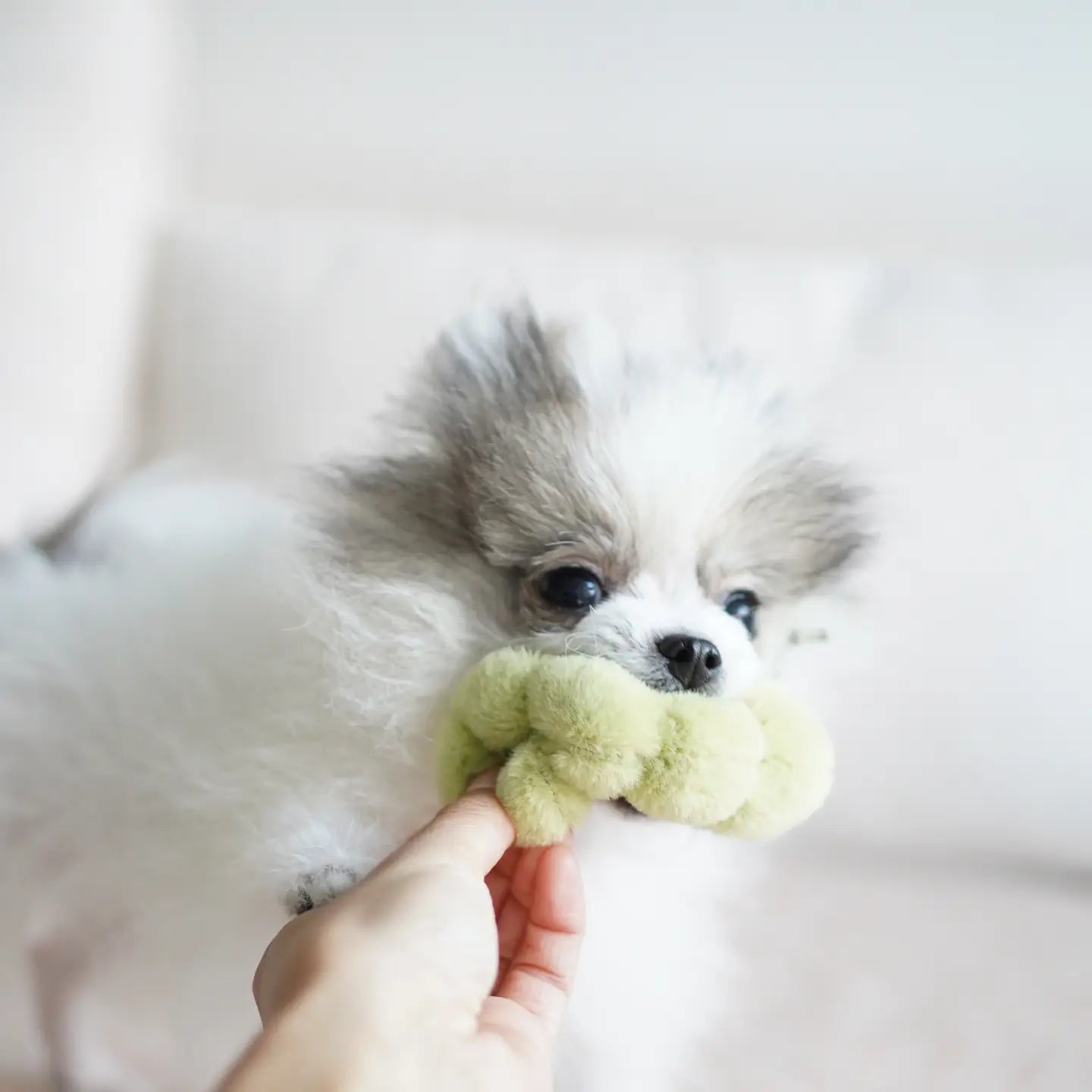 Apple Snuffle Enrichment Dog Toy
