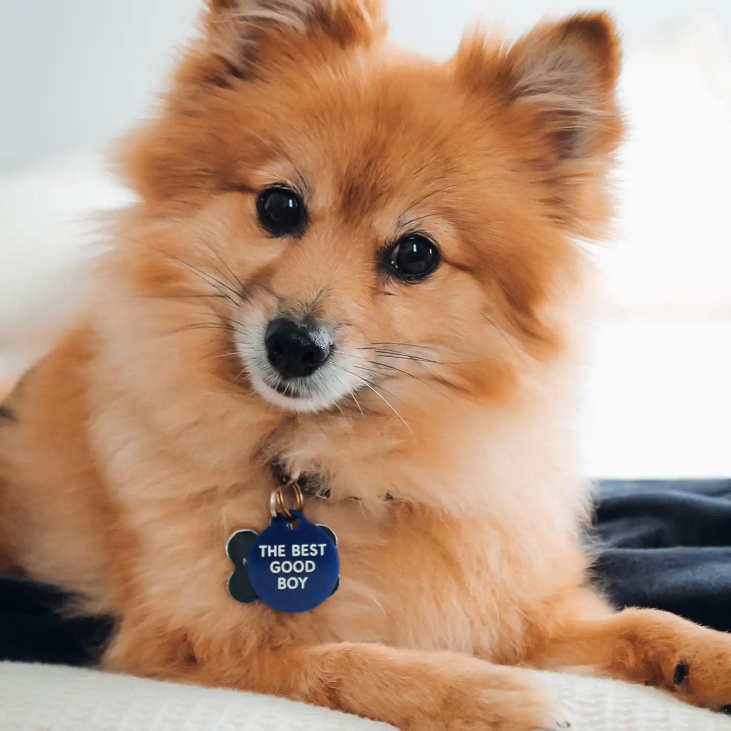 "Best Good Boy" Pet Collar Tag