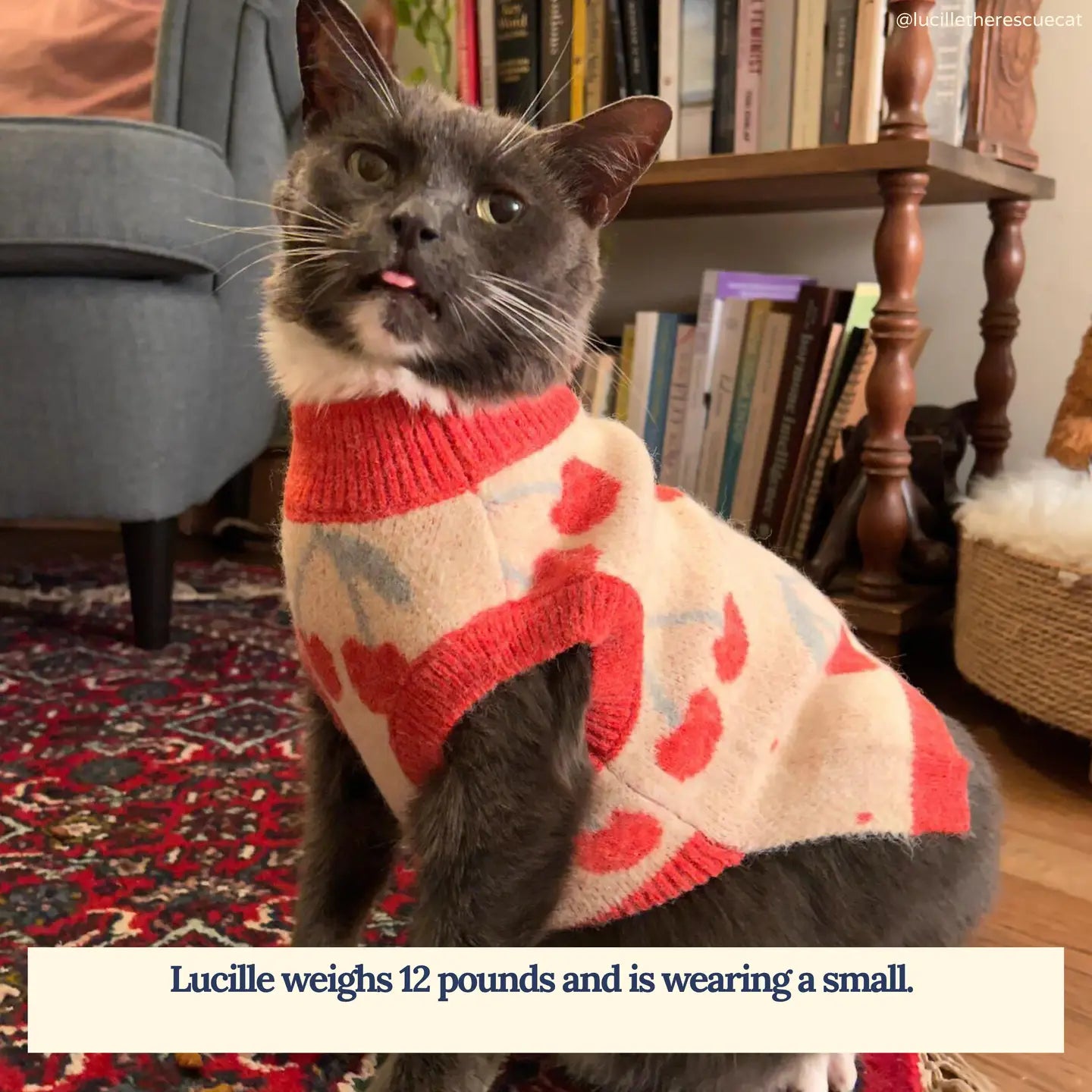 The Cherry Amour Pet Sweater