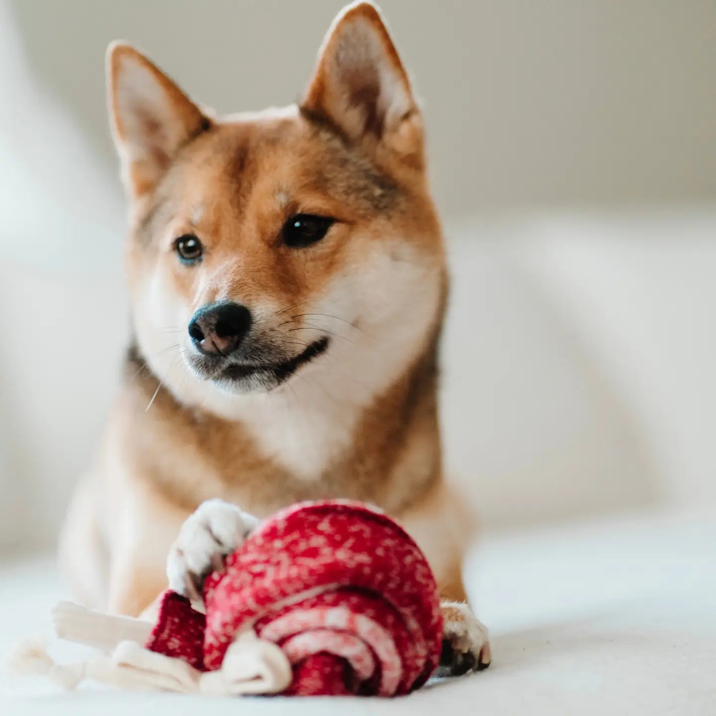 Holiday Lollipop Nosework Dog Toy