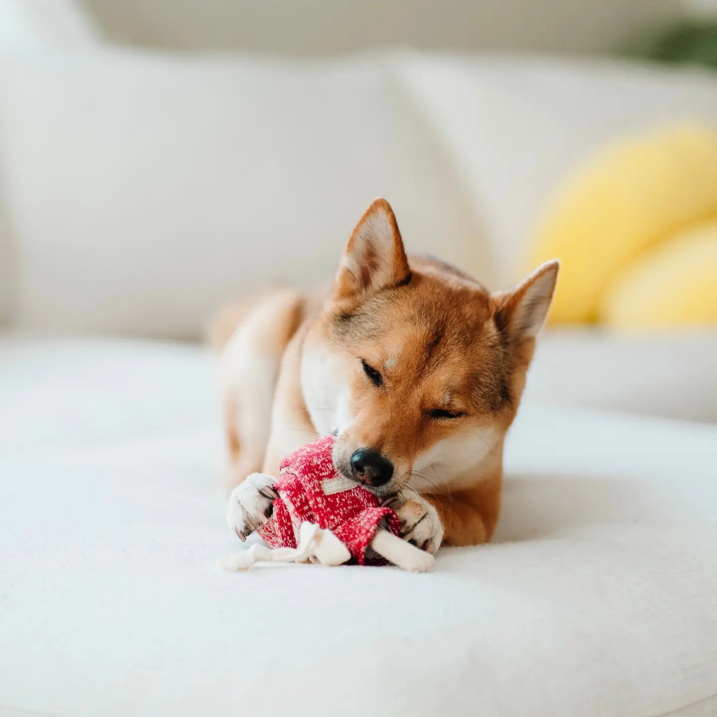 Holiday Lollipop Nosework Dog Toy