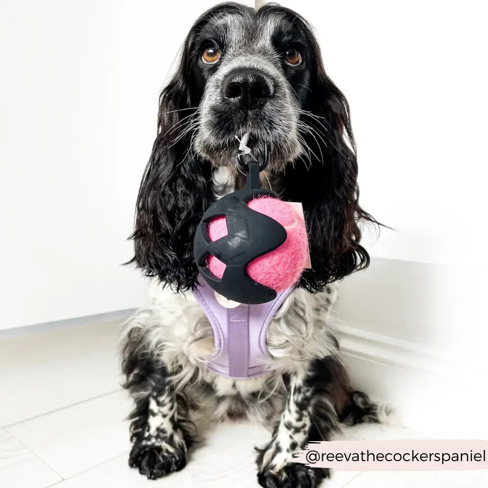 Cocopup Tennis Ball Holder