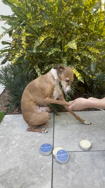Bee Pawfect Organic Dog Balm