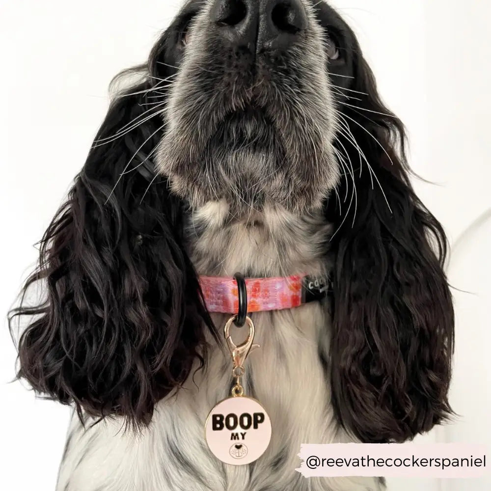 "Boop My Snoot" Cocopup Collar Charm