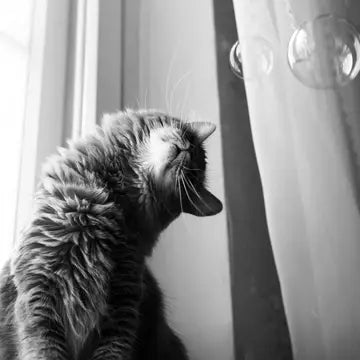 Catnip Bubbles: Edible Bubbles for Cats!