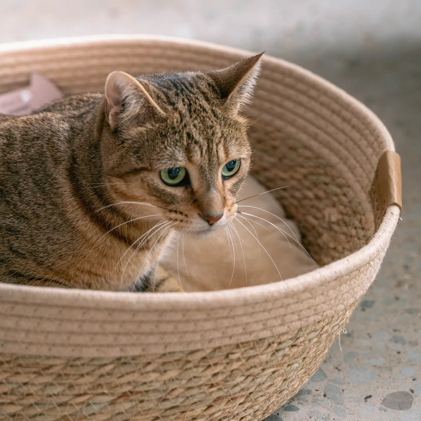 Kitty Basket