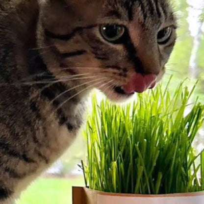 Cat Grass Seed Sprinkle Tin