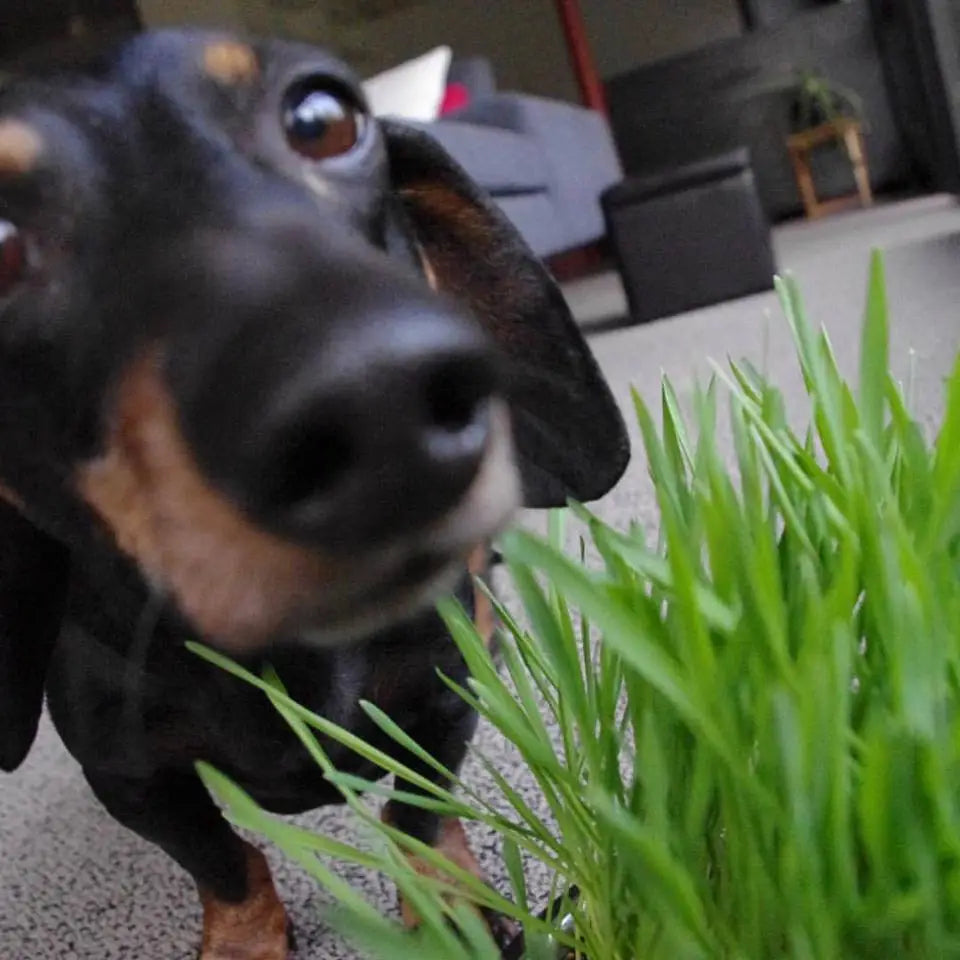 Dog Grass Seed Sprinkle Tin