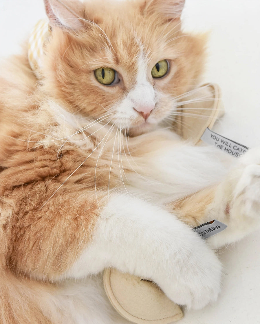 Fortune Cookie Catnip Toy