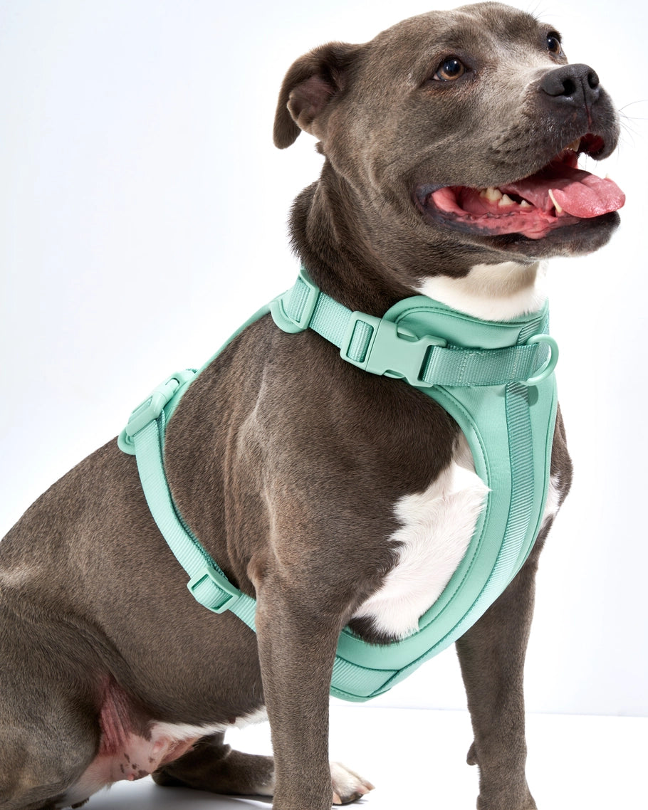 Wild One Comfort Dog Harness in Lilac