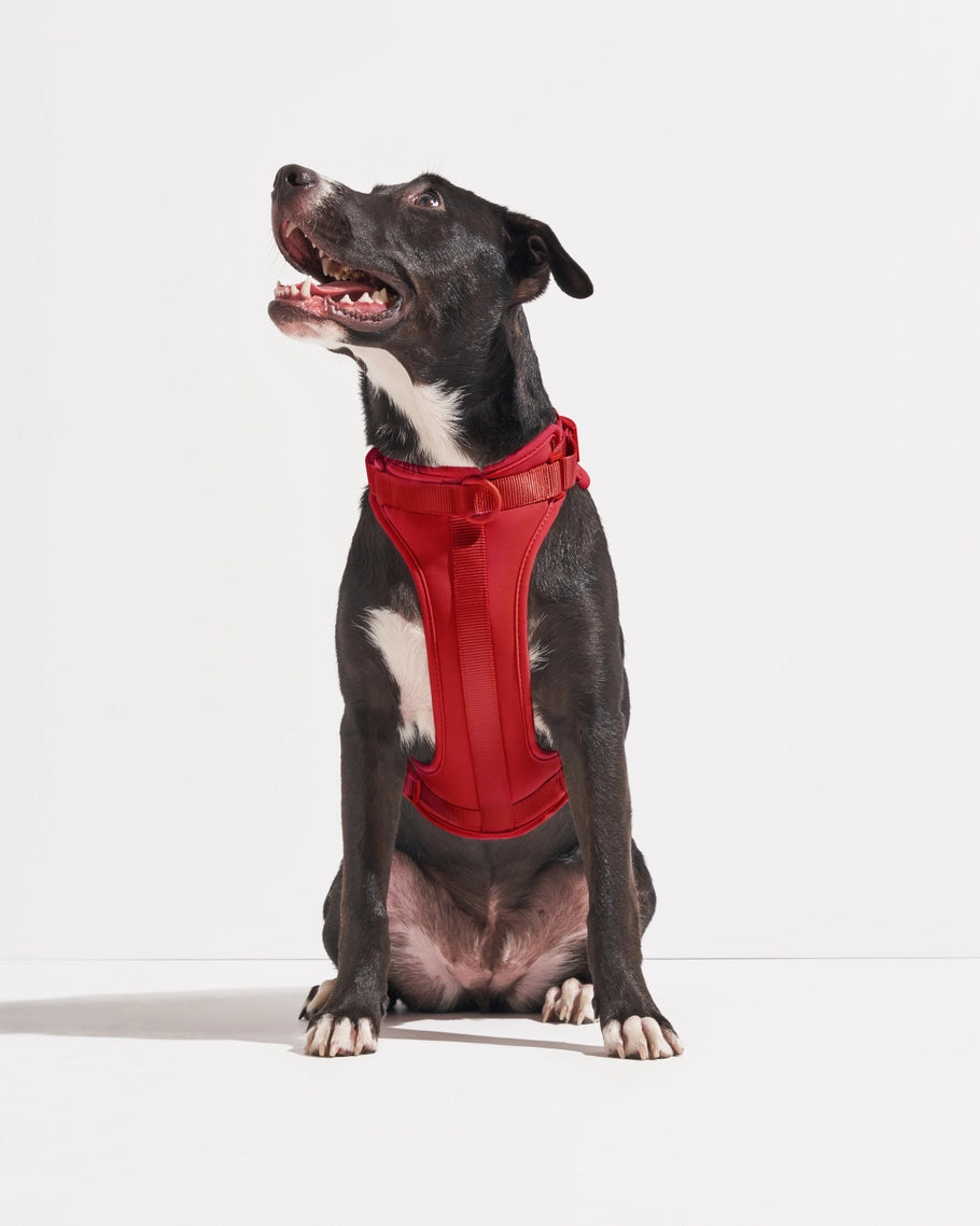 Wild One Comfort Dog Harness in Lilac
