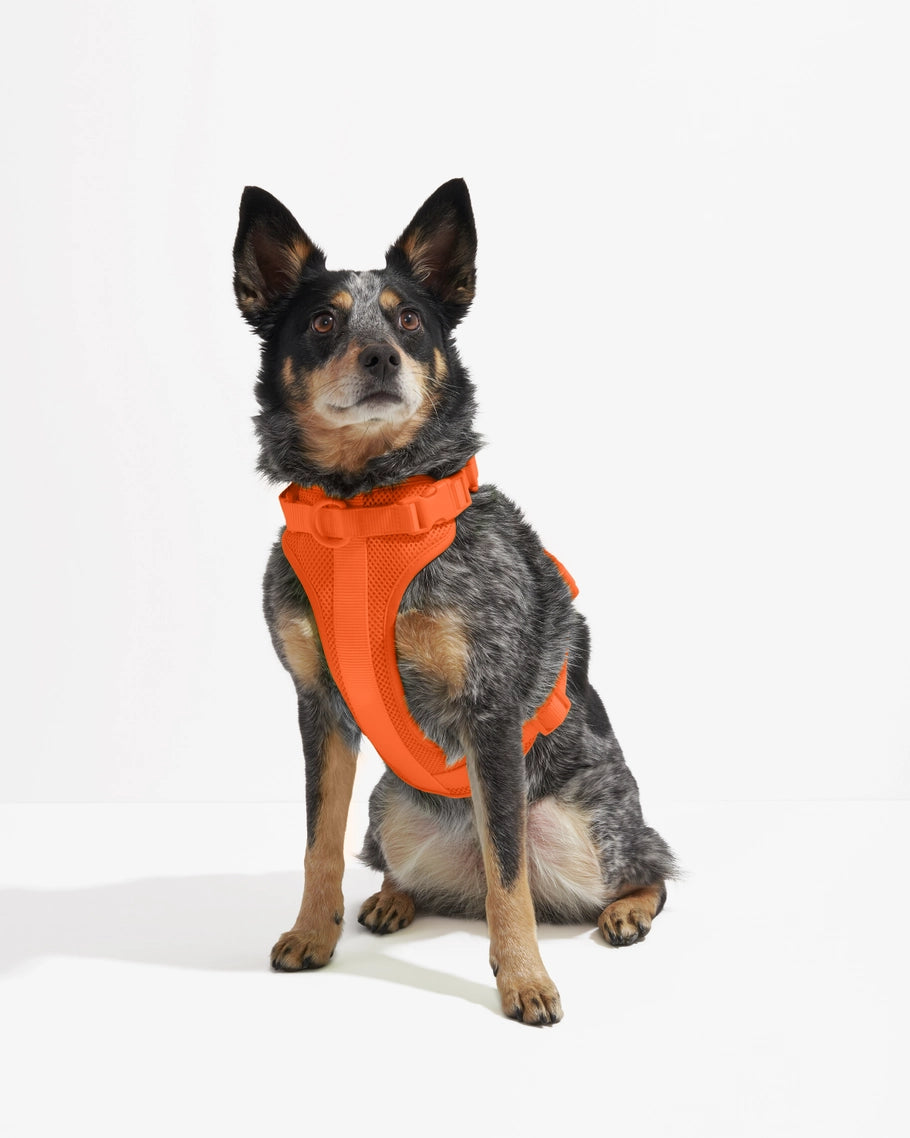 Wild One Comfort Dog Harness in Lilac