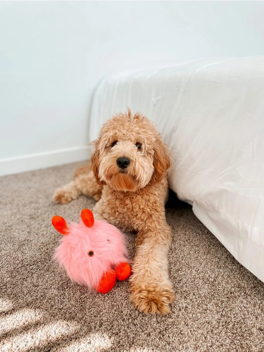Love Bug Plush Ball Dog Toy
