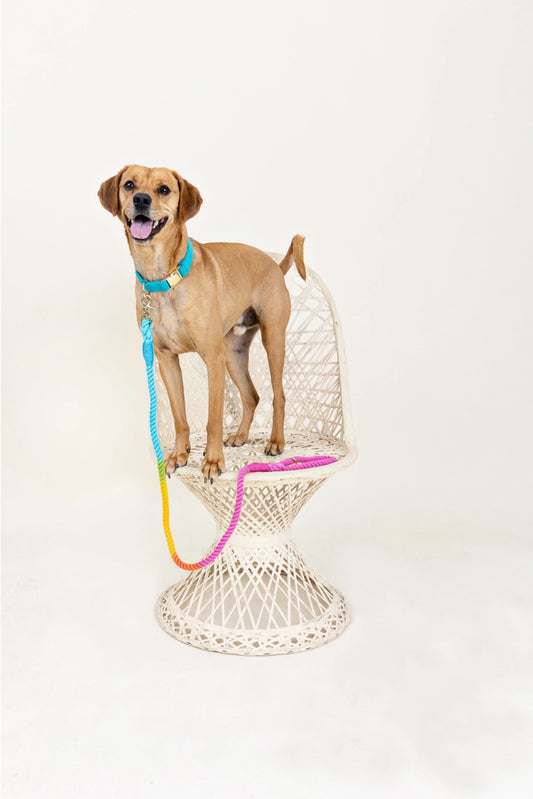 The Pride Rope Leash Collection: Neon Pan Rainbow