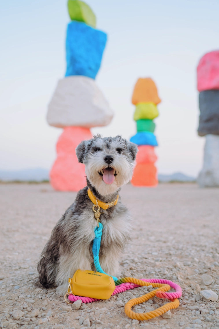 The Pride Rope Leash Collection: Neon Pan Rainbow