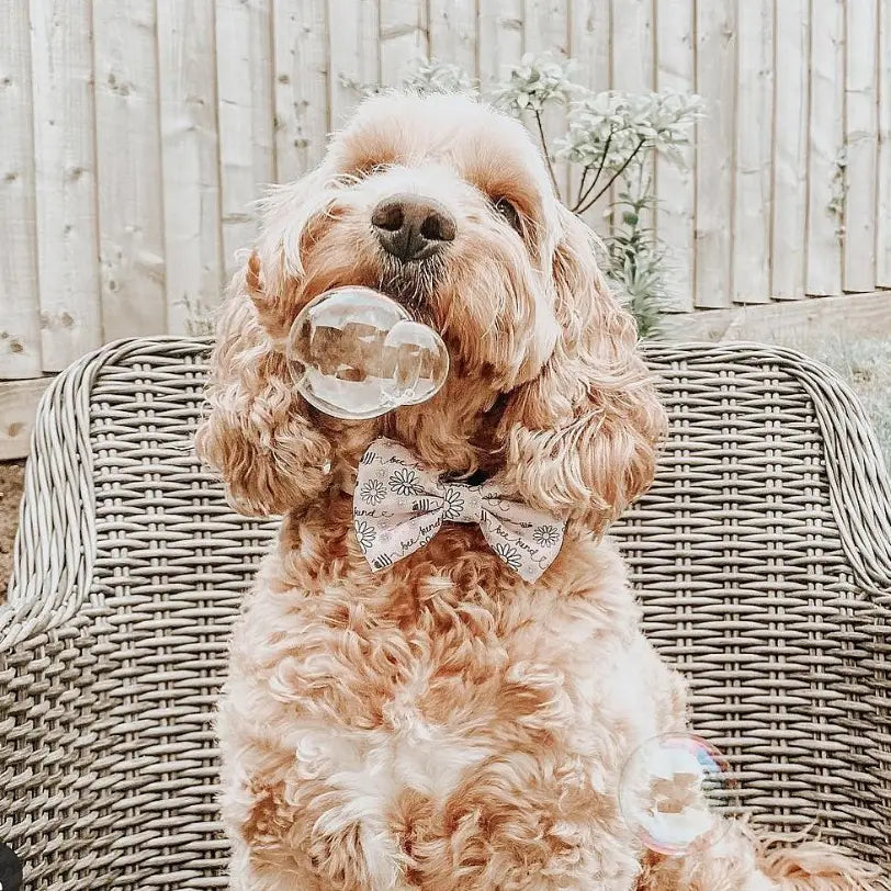 Meaty Bubbles: Edible Bubbles for Pets! Chicken Flavor