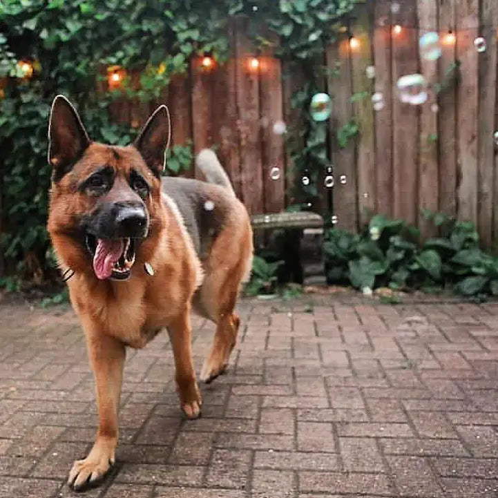 Meaty Bubbles: Edible Bubbles for Pets! Chicken Flavor
