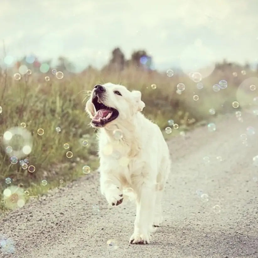 Meaty Bubbles: Edible Bubbles for Pets! Pawsecco Flavor