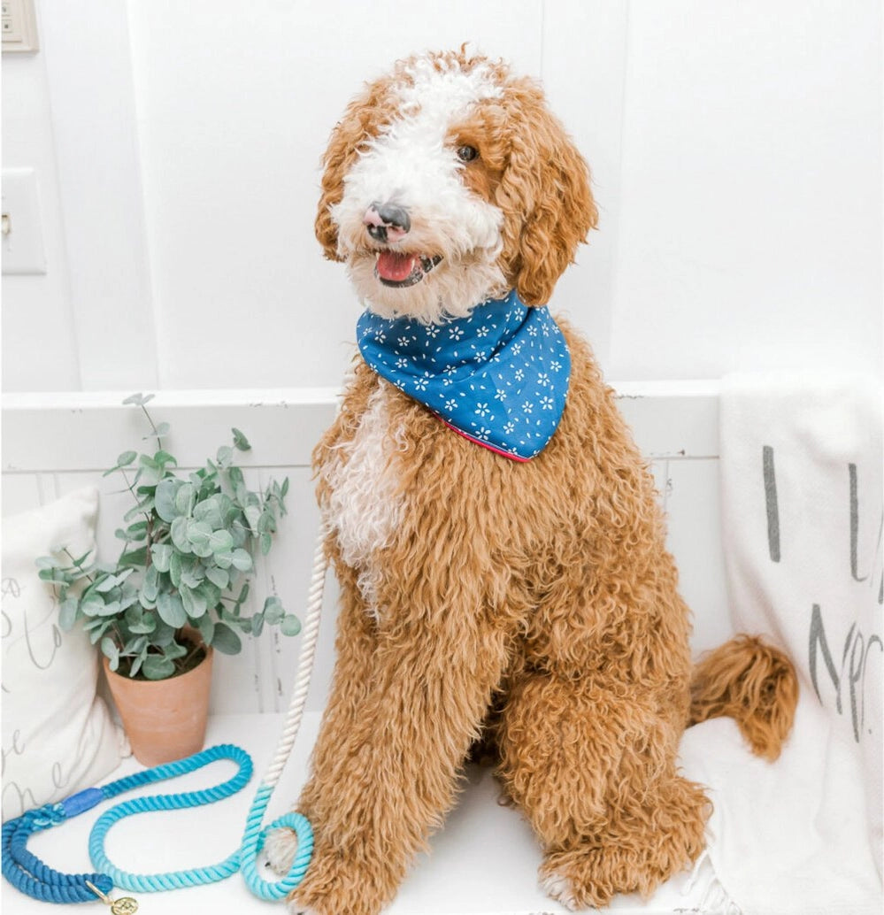 Rope Leash Pride Collection: MLM Blues