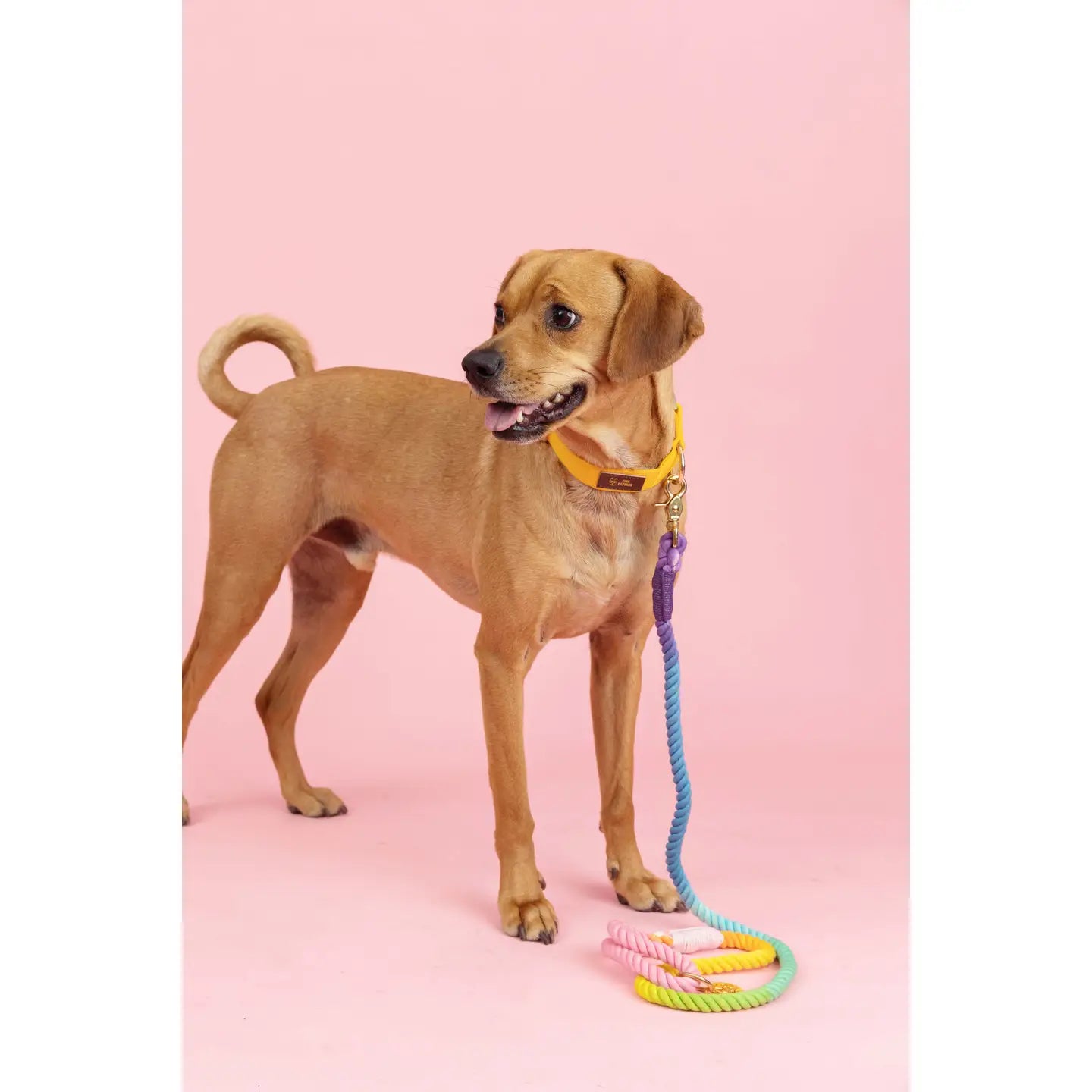 The Pride Rope Leash Collection: Pastel Rainbow