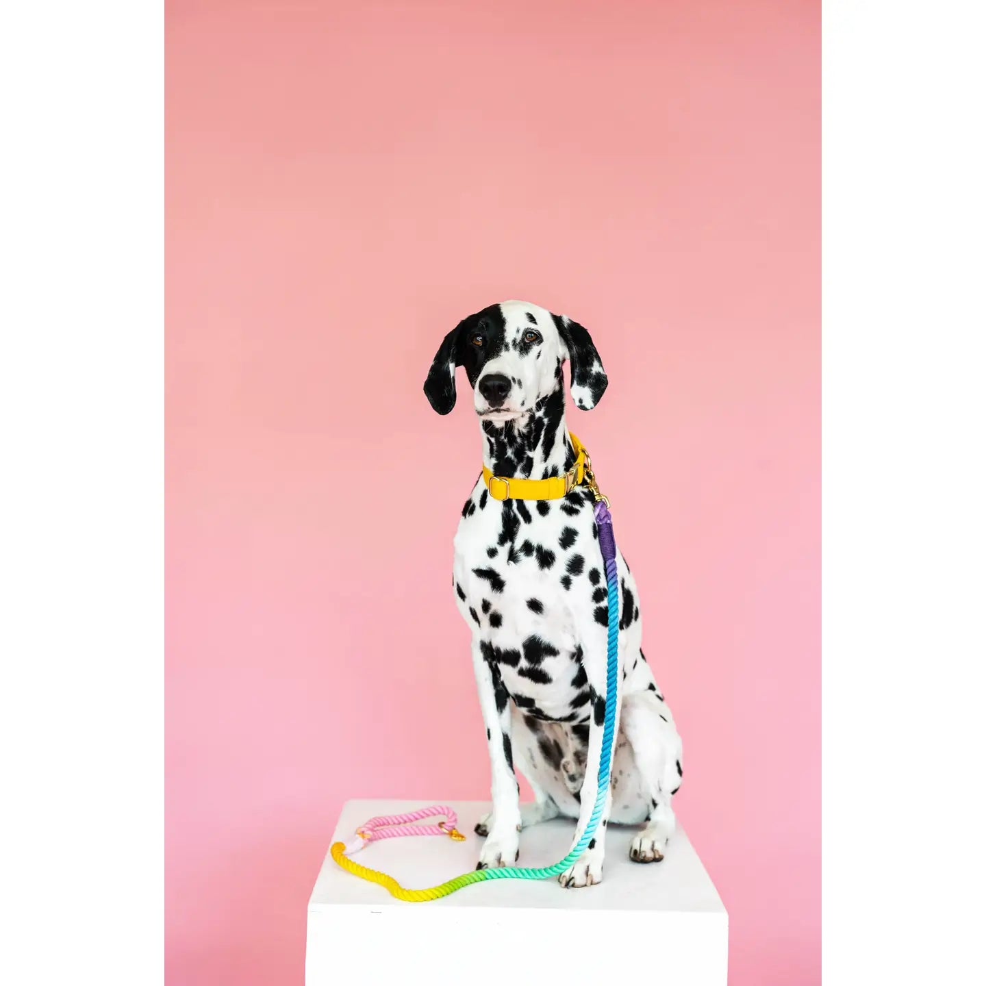 The Pride Rope Leash Collection: Pastel Rainbow