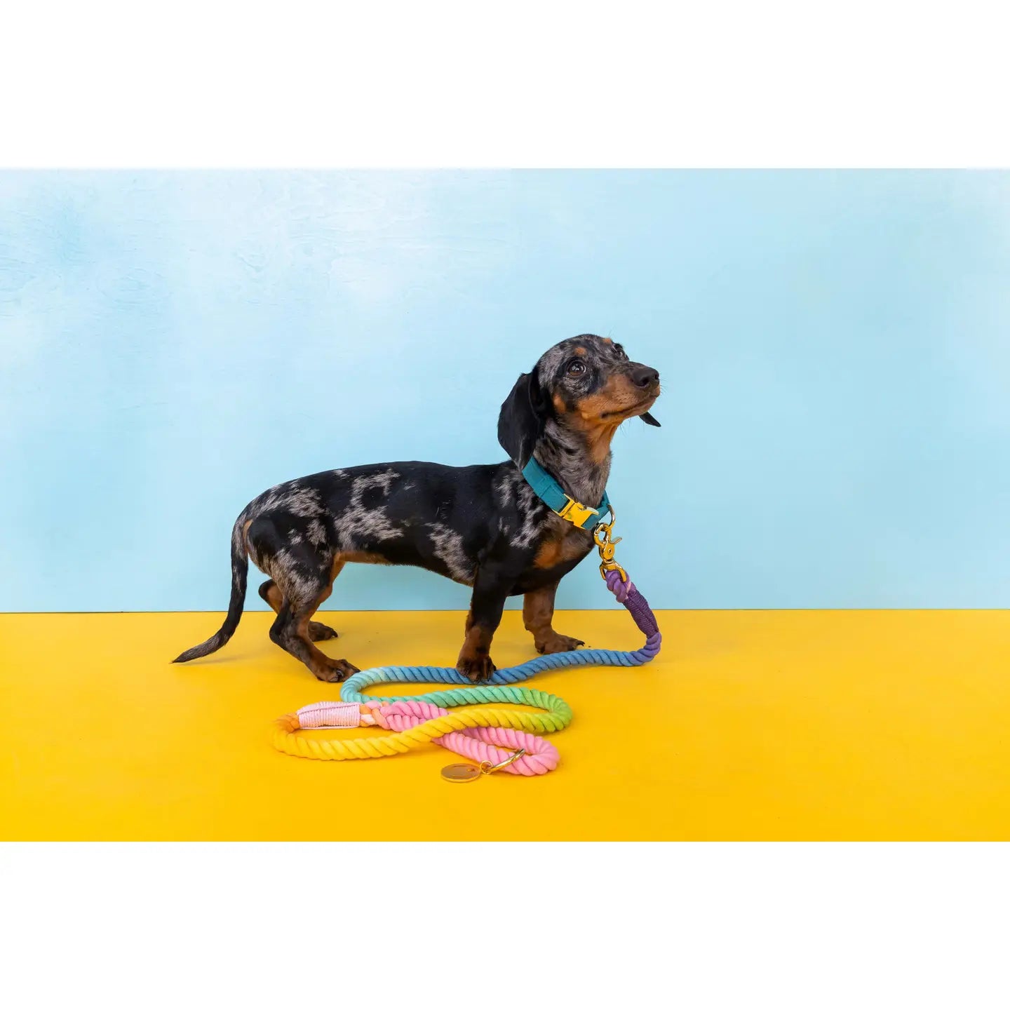 The Pride Rope Leash Collection: Pastel Rainbow