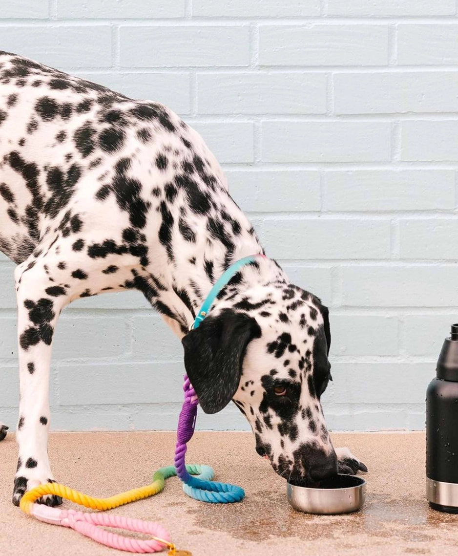 The Pride Rope Leash Collection: Pastel Rainbow