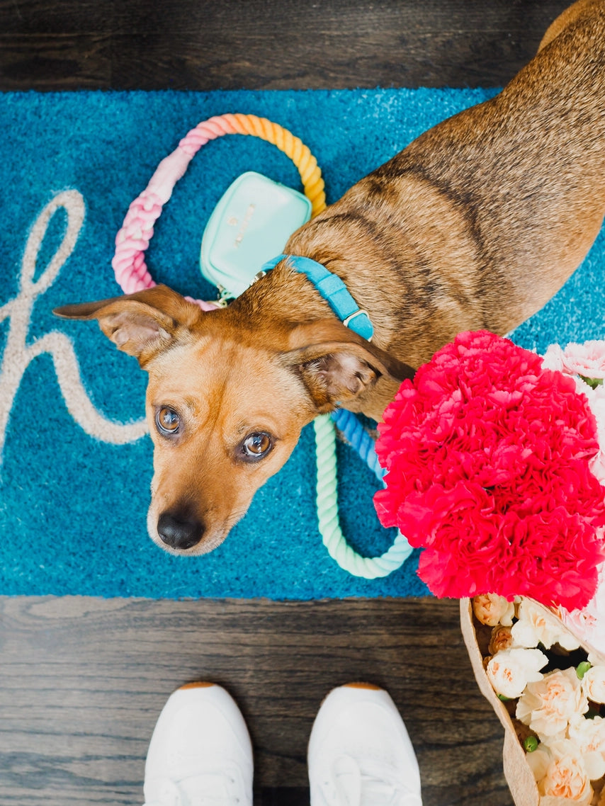 The Pride Rope Leash Collection: Pastel Rainbow