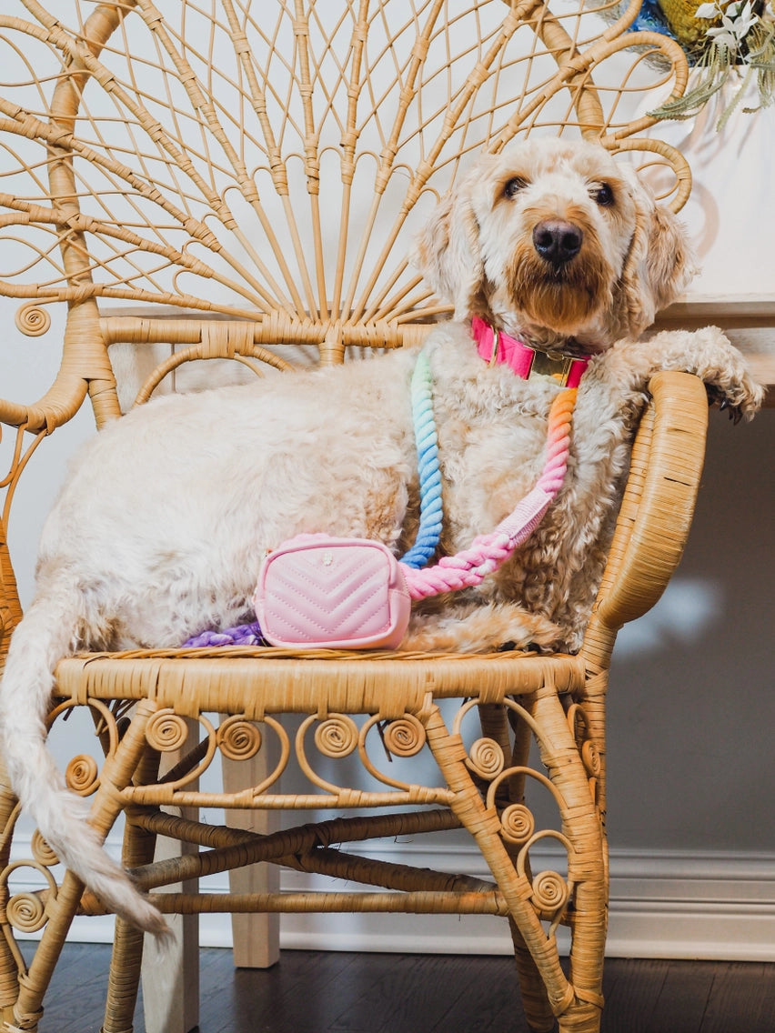 The Pride Rope Leash Collection: Pastel Rainbow