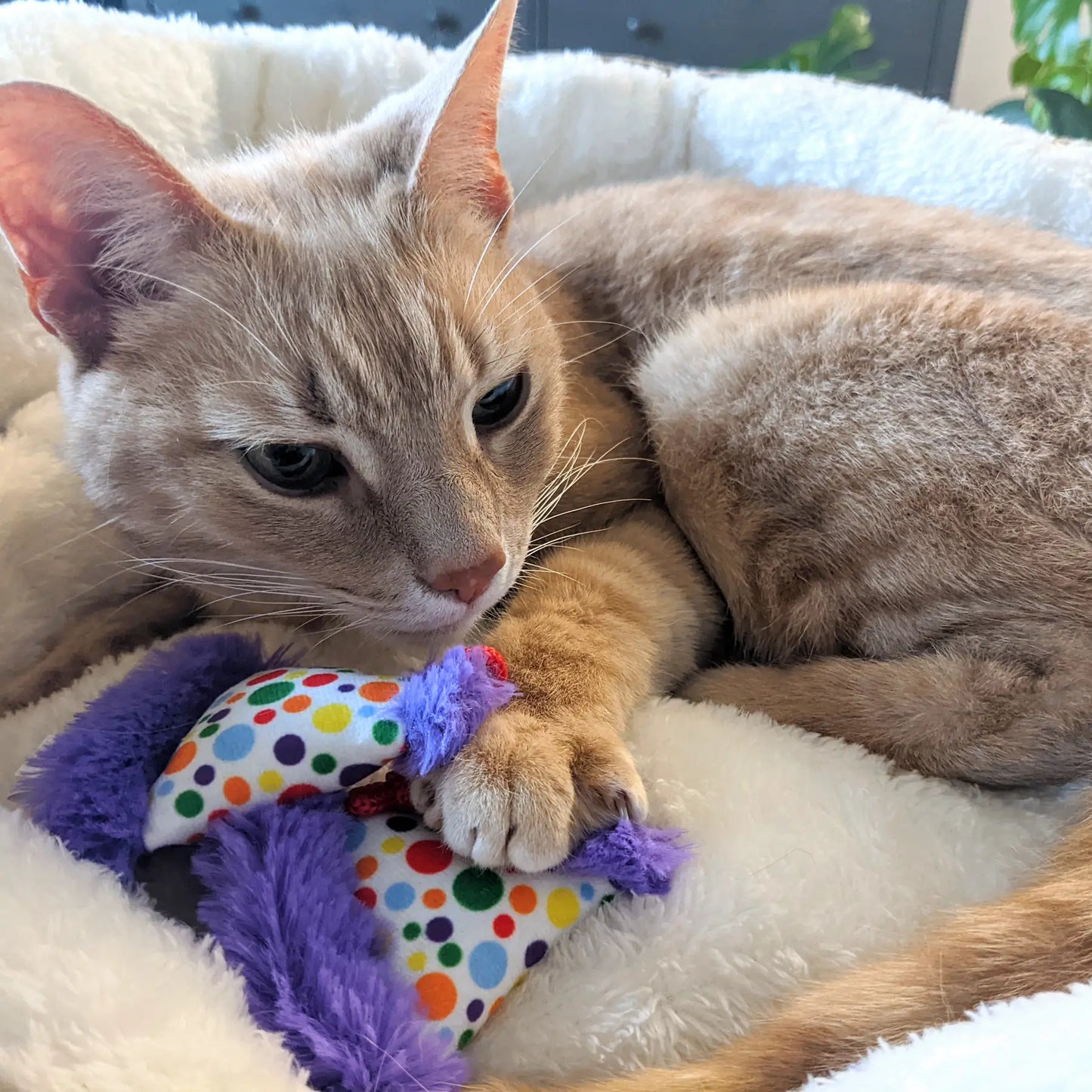 Catnip Party Hat Toys for Cats