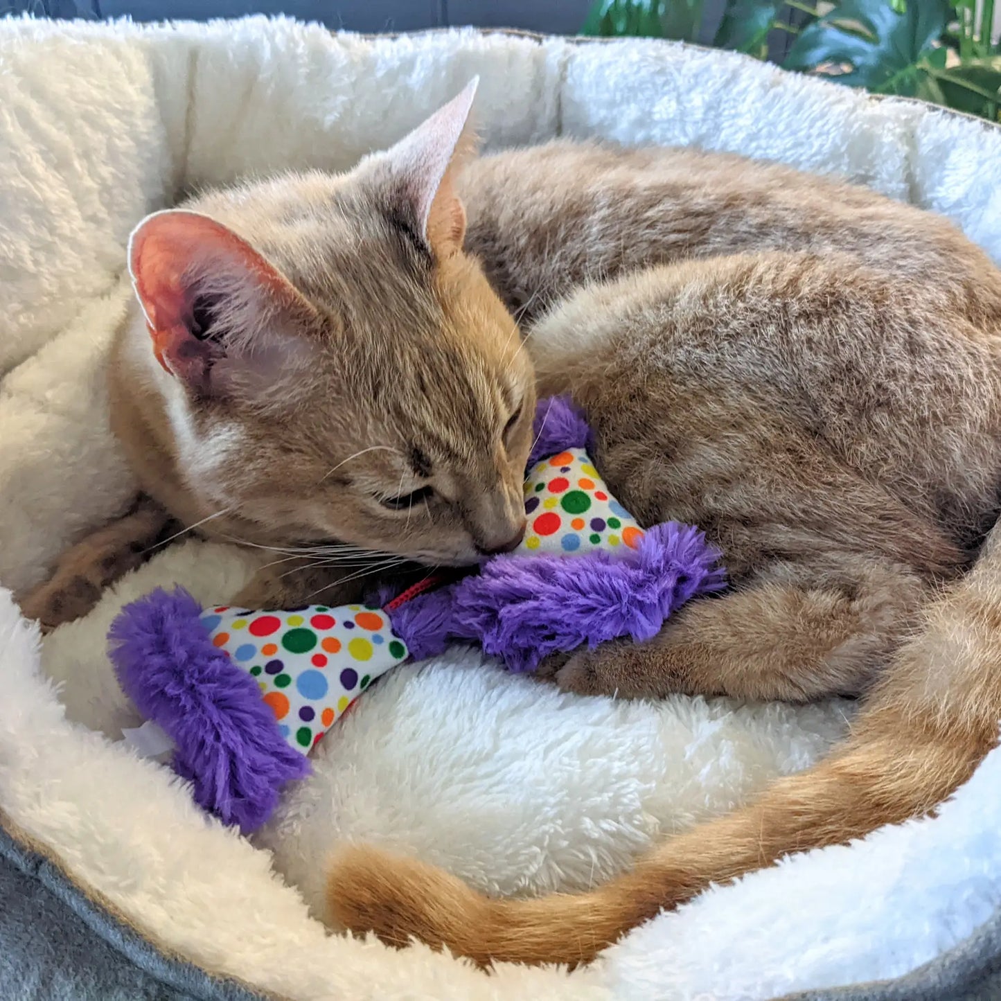 Catnip Party Hat Toys for Cats