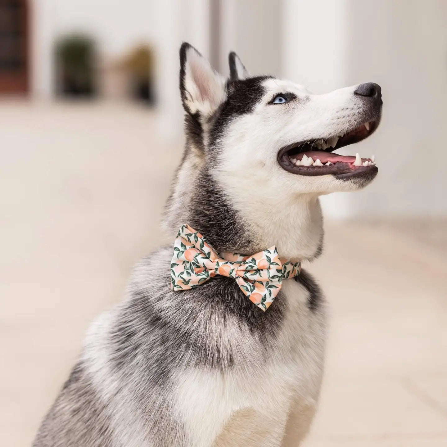 Foggy Dog Peaches and Cream Large Dog Bowtie