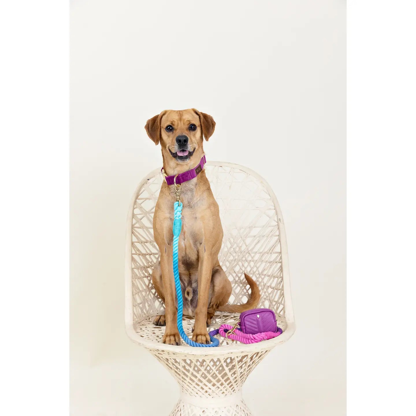 The Pride Rope Leash Collection: Bi Pride Ombre