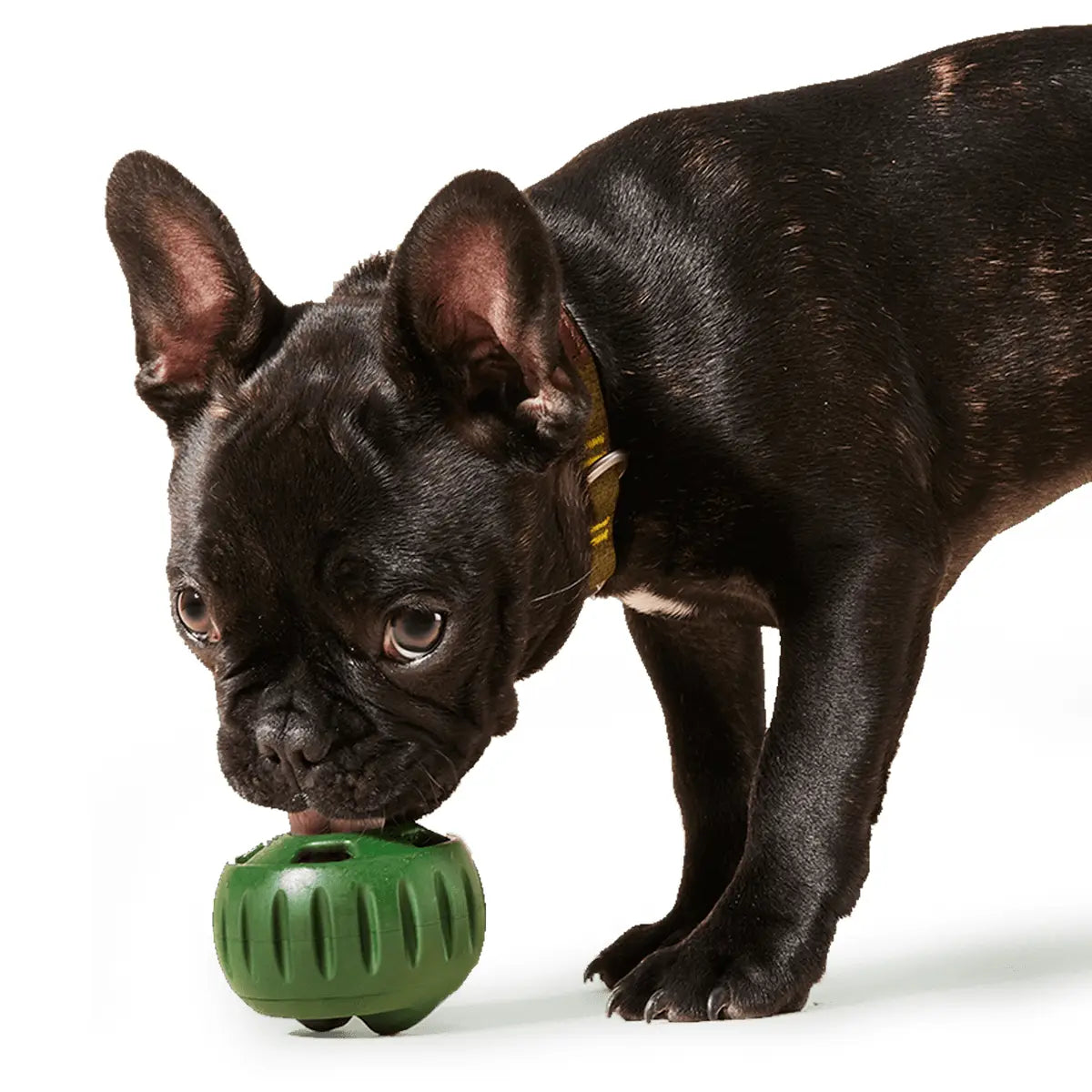 The Pupsicle