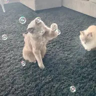 Catnip Kitty Bubbles