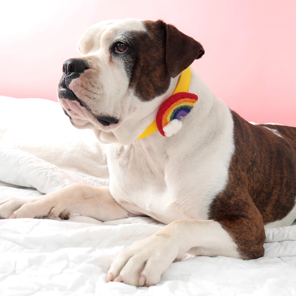 Rainbow Felted Collar Accessory