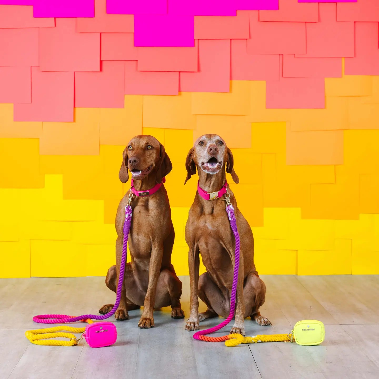 The Pride Rope Leash Collection: Lesbian Pride Ombre