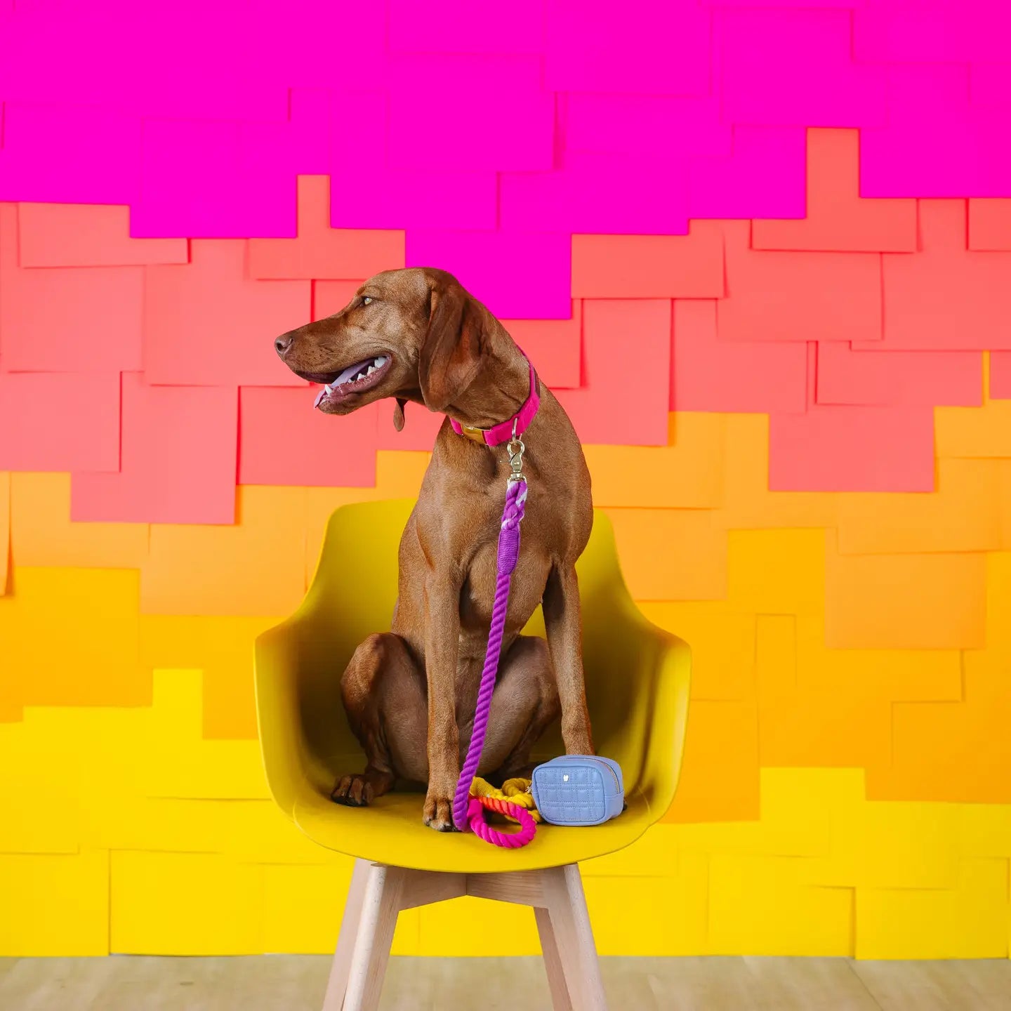 The Pride Rope Leash Collection: Lesbian Pride Ombre