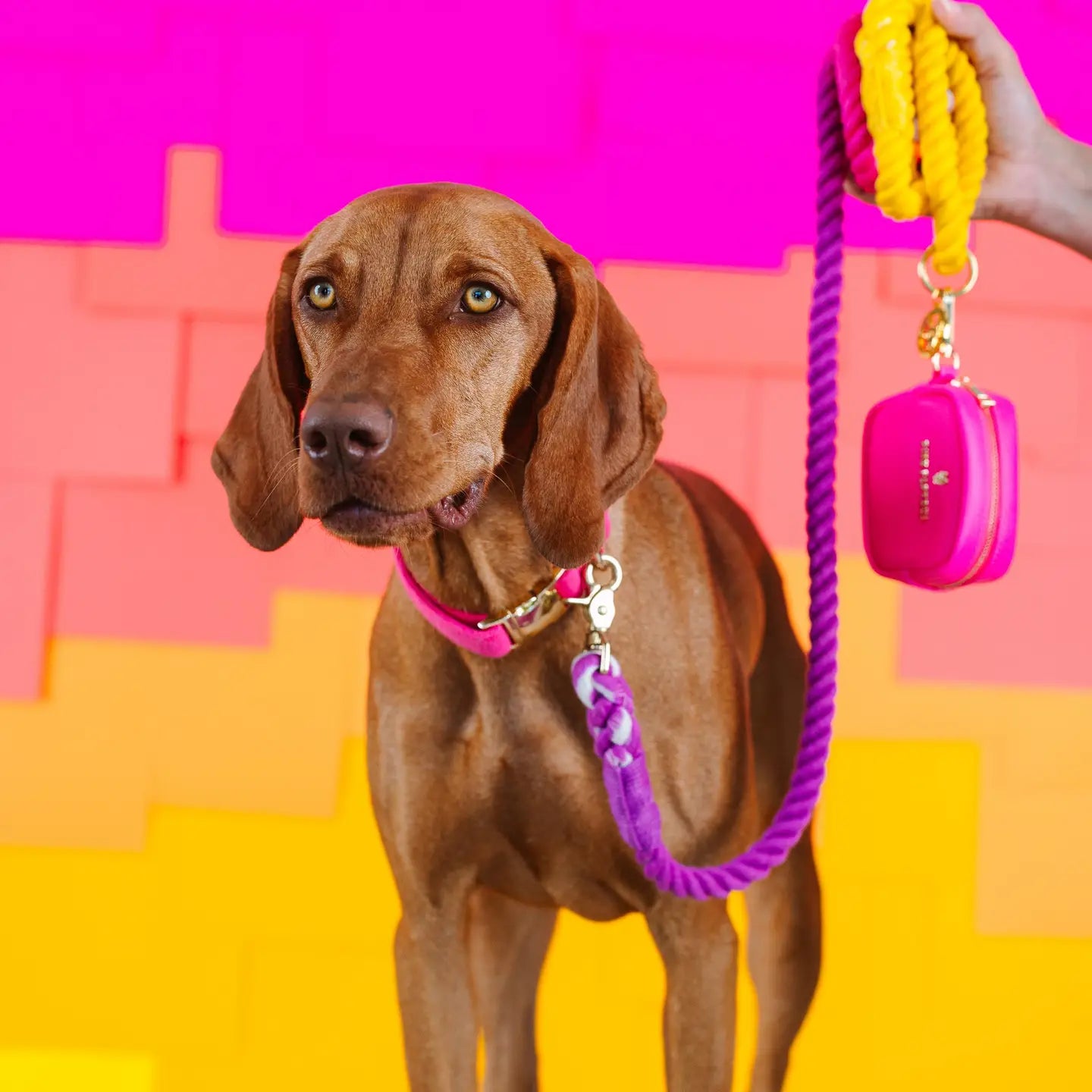 The Pride Rope Leash Collection: Lesbian Pride Ombre