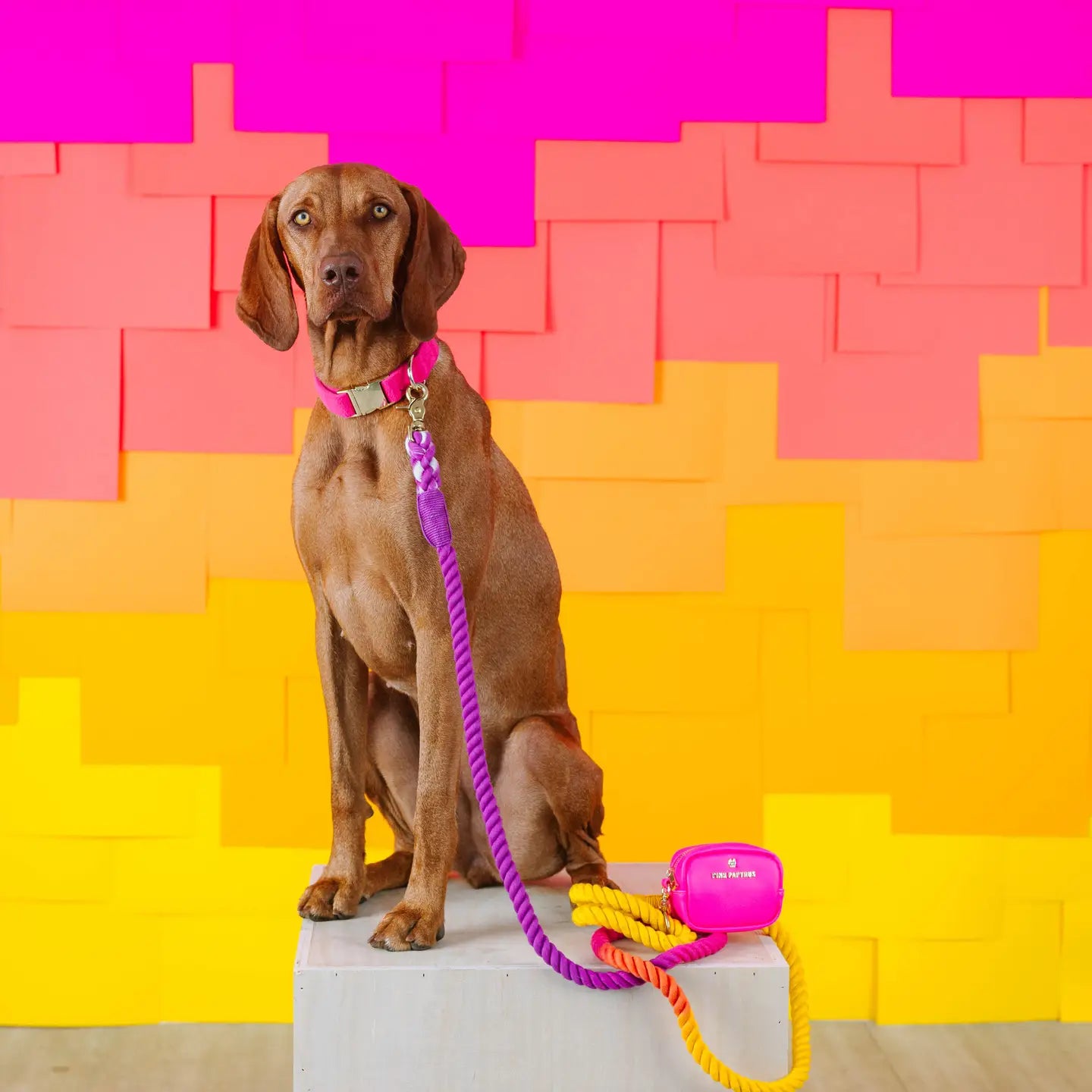 The Pride Rope Leash Collection: Lesbian Pride Ombre