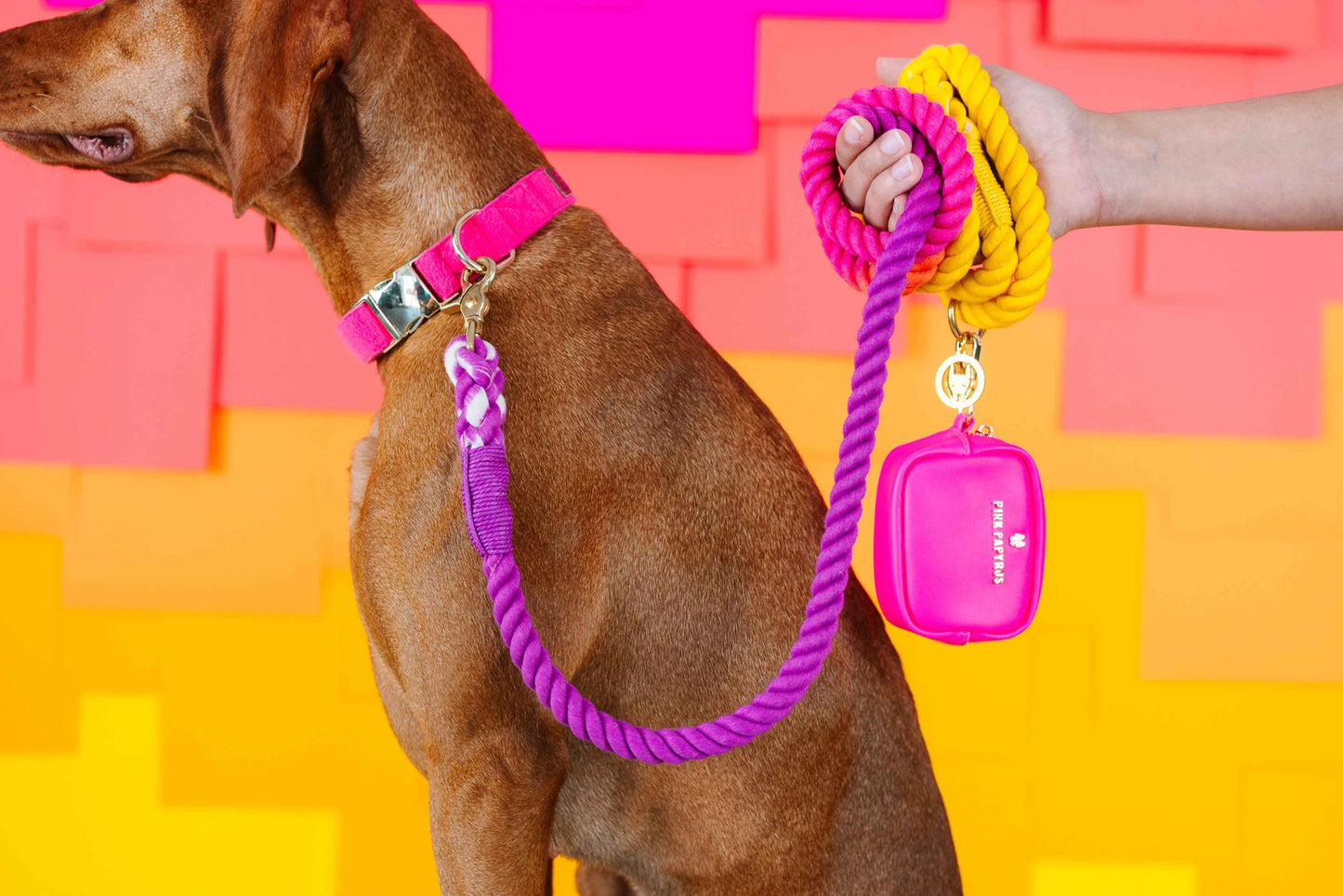 The Pride Rope Leash Collection: Lesbian Pride Ombre