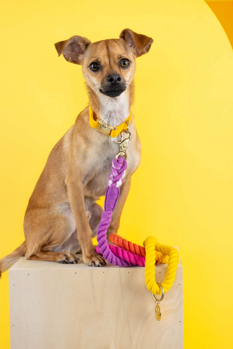 The Pride Rope Leash Collection: Lesbian Pride Ombre