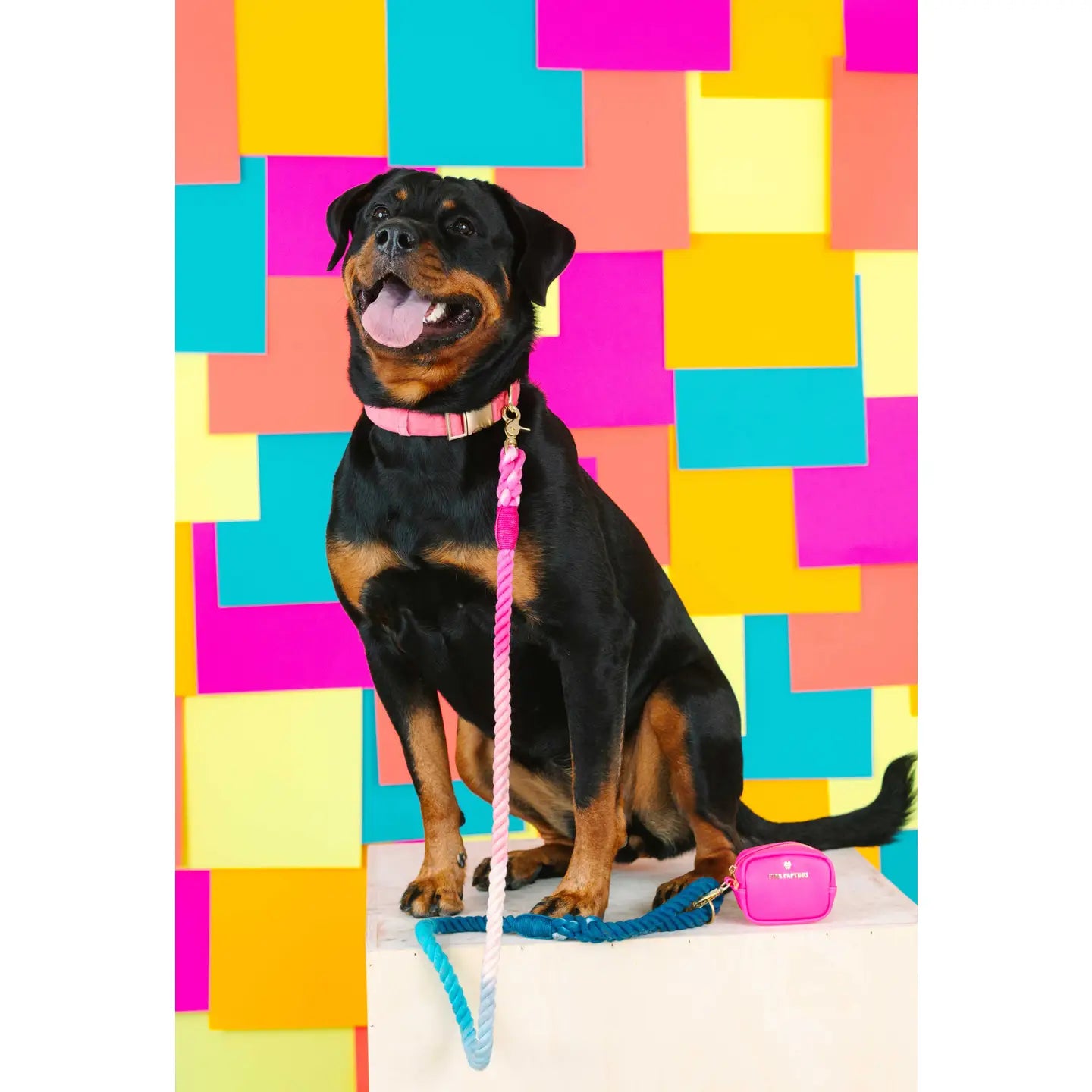 The Pride Rope Leash Collection: Trans Pride Ombre