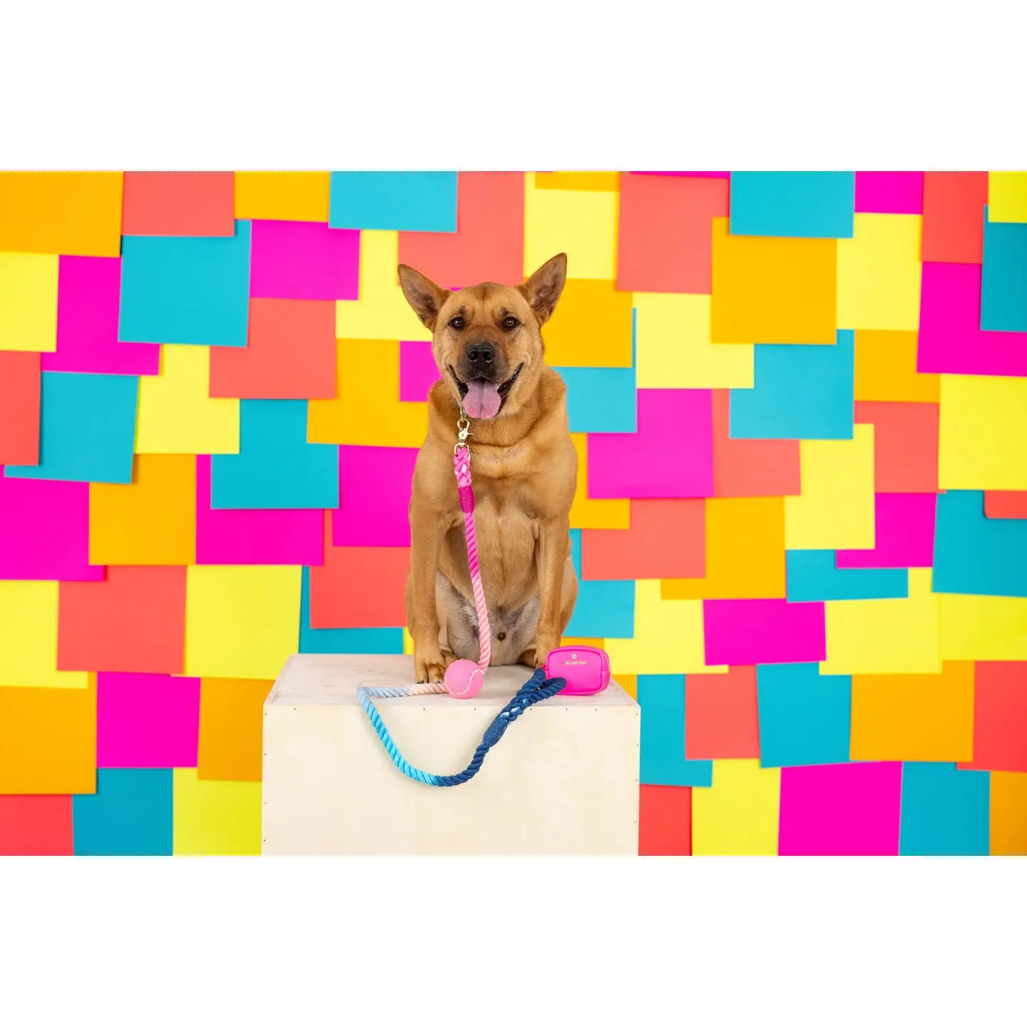 The Pride Rope Leash Collection: Trans Pride Ombre