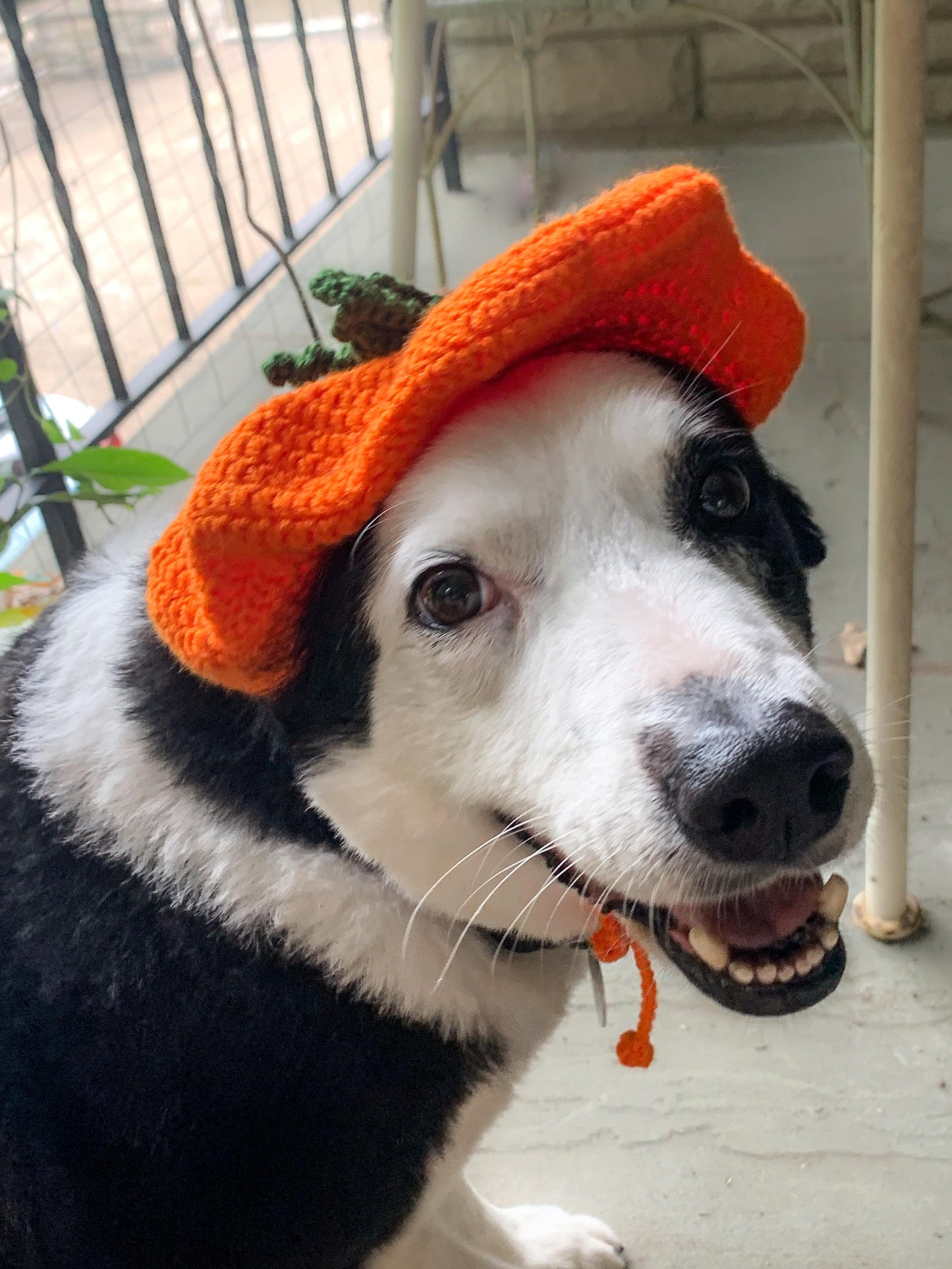 Hand-Crocheted Large Pet Pumpkin Beret